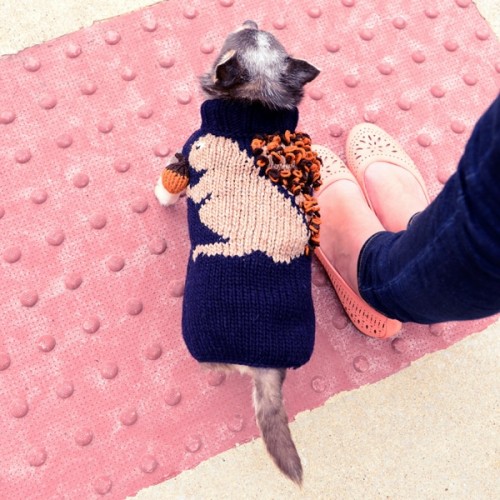 A dog wearing the squirrel dog sweater