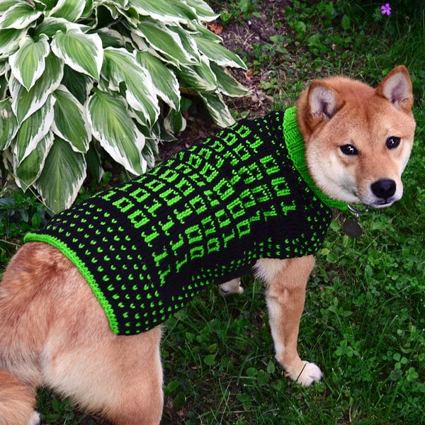 A dog wearing the binary dog sweater