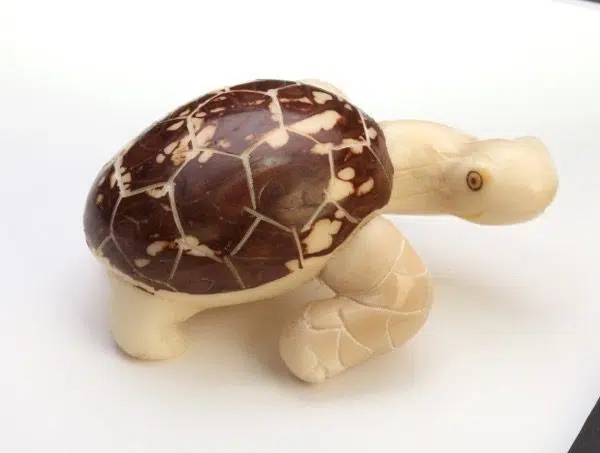 A tortoise that is walking around, hand carved and made from tagua seeds