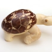 Tortoise (D)