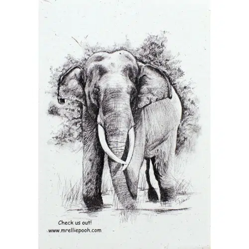 The front side of the ellie pooh conservative handout, there is a elephant sketch