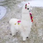 A 40 inch alpaca, made from all alpaca wool