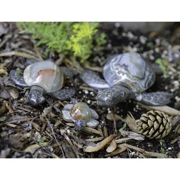 A close up picture of three different sizes of the turtles the top right is 14cm