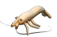 Shrimp (C) NOW 62910
