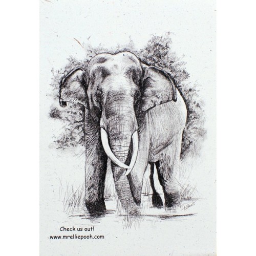 Ellie Pooh Conservation Handout