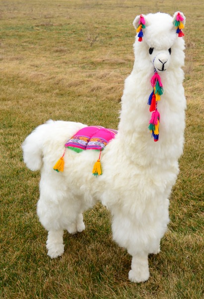 Display Alpaca - 45"