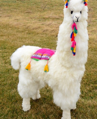 Display 45" Alpaca
