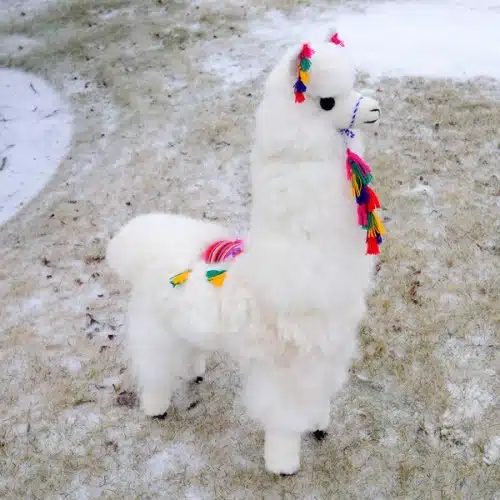 Display Alpaca - 40"