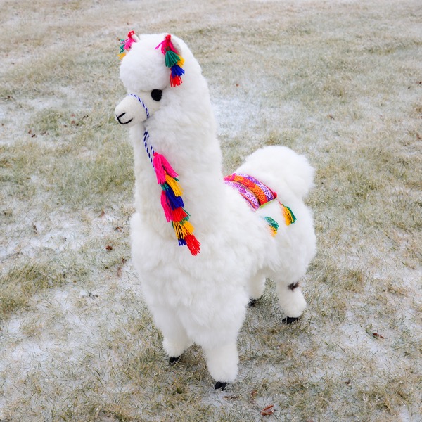 Display Alpaca - 32"